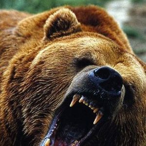 Meet your Posher, Phillip